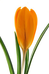 orange crocus flower
