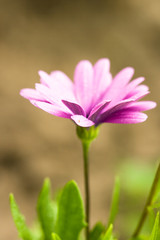pink flower with water drops