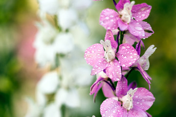 close-up of pink flowers with water drops