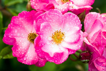 close-up of pink rose with water drops