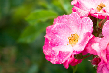 close-up of pink rose with water drops