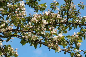 Spring. Blossoming apple-tree