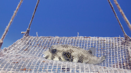 puffer fish © Irena Kofman