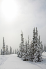 Alpine slope with pine tree