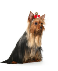 Yorkshire terrier.