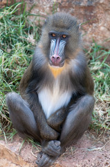 young male mandril
