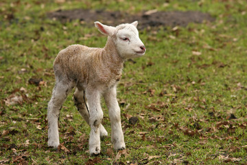Naklejka na ściany i meble Cute little lamb standing in the meadow