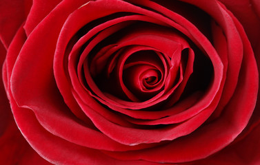 Red Rose close-up