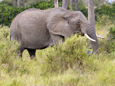 elephant  in Masai Mara bush