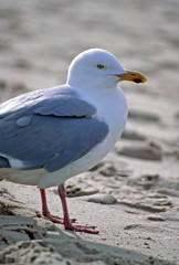Herring gull