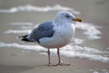 Young Herring Gull