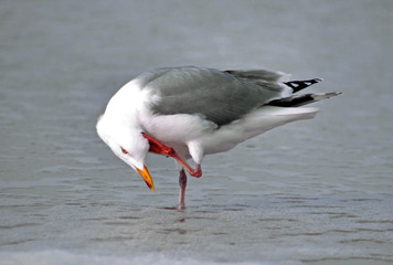 A bad itch