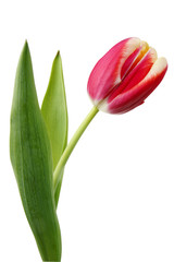 Red fresh tulip