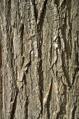Close up  of Old Wooden Bark from an Oak Tree