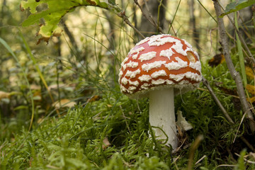 Fliegenpilz