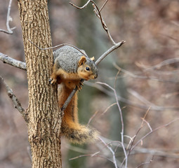 Squirrel in a Tree