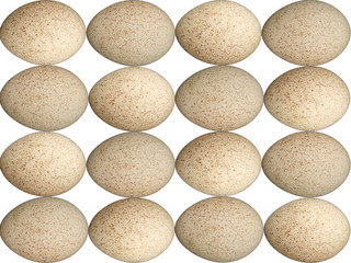 Speckled Egg Background