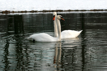 Schwanenpaar