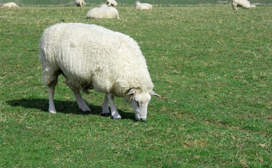 Sheep