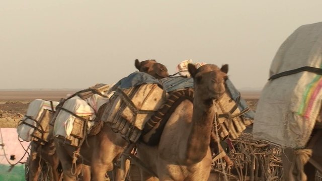 Kamelkarawane in Äthiopien