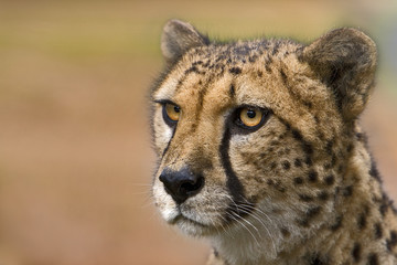 Gepard
