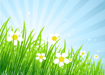 Fototapeta premium Spring meadow beautiful