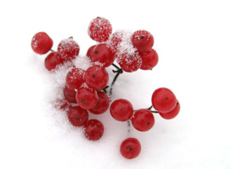 Ashberries on the snow