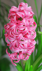 pink hyacinthus flowers