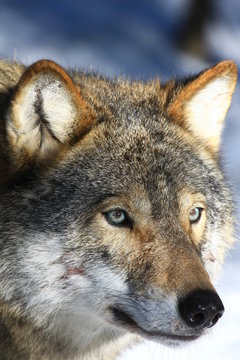 Wolf in Schweden