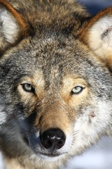 Wolf in Schweden