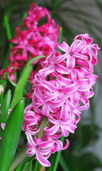 pink hyacinthus flowers