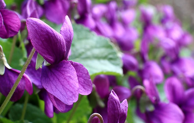 Violette a primavera