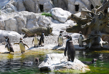 Group of penguins by waterside