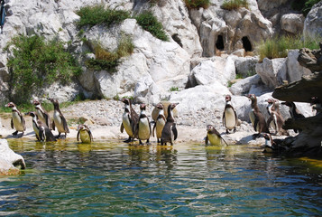 Group of penguins by waterside