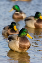 Mallard duck (Anas platyrhynchus)