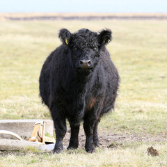 Fototapeta premium Galloway - Rind