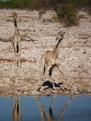 2 giraffen am wasser