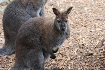 Naklejka na ściany i meble kangourou