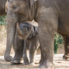 Asian baby elephant walking