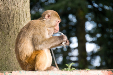 Monkey eats plastic