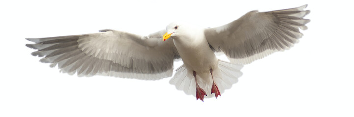 Panoramic image of a seagull in flight, isloated