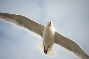 Naklejka premium Seagull in flight