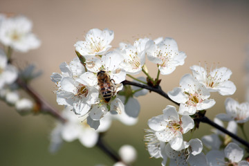 I fiori del pruno con ape 40