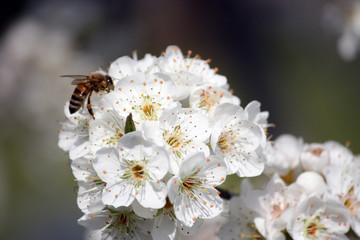 I fiori del pruno con ape 49