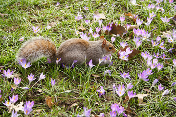 Repas de crocus.