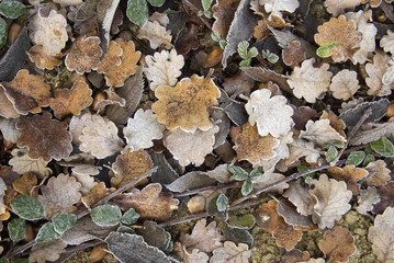 Dry and frozen leaves
