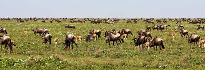 The Great Migration of Wildebeests in Serengeti