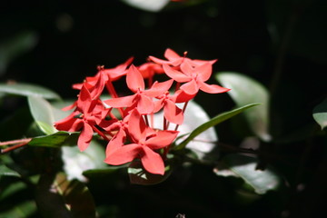 Fiore in Kenya 2
