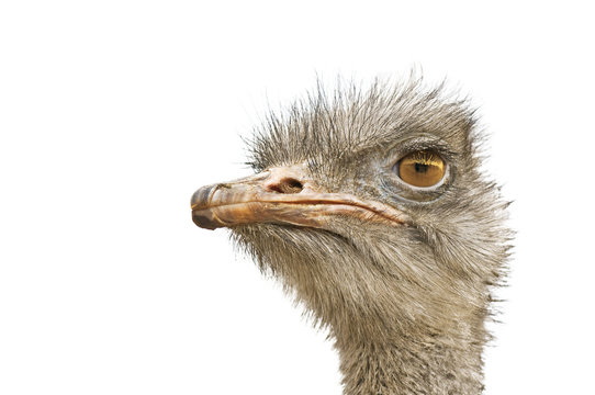 ostrich