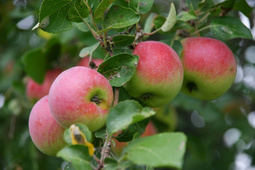 Apples on Tree